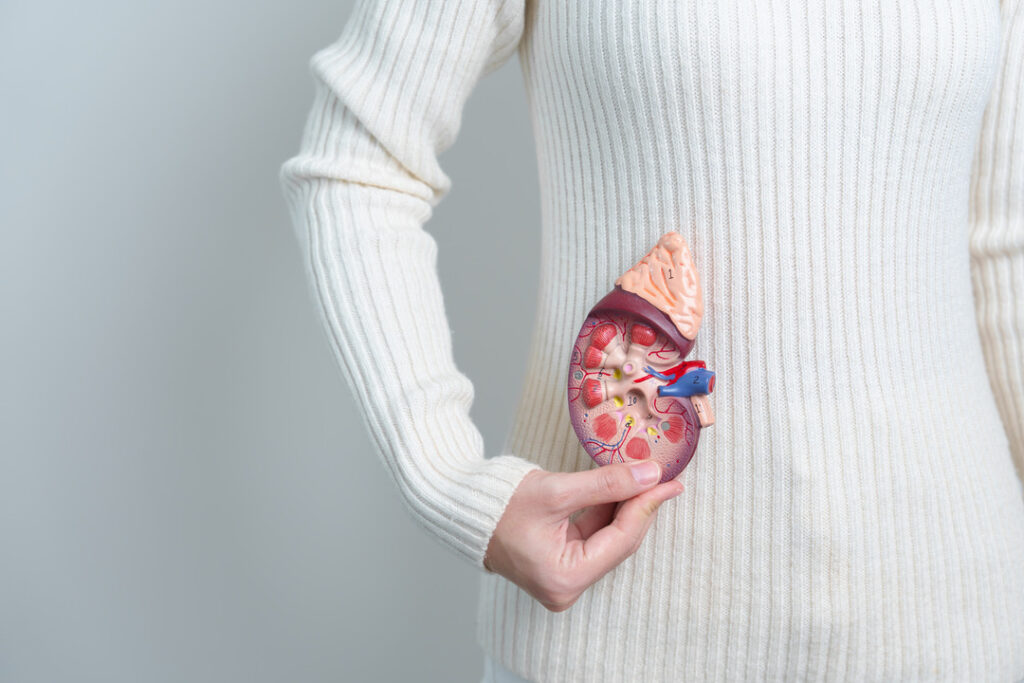 Woman in white ribbed sweater holds up anatomical model of a kidney to her stomach